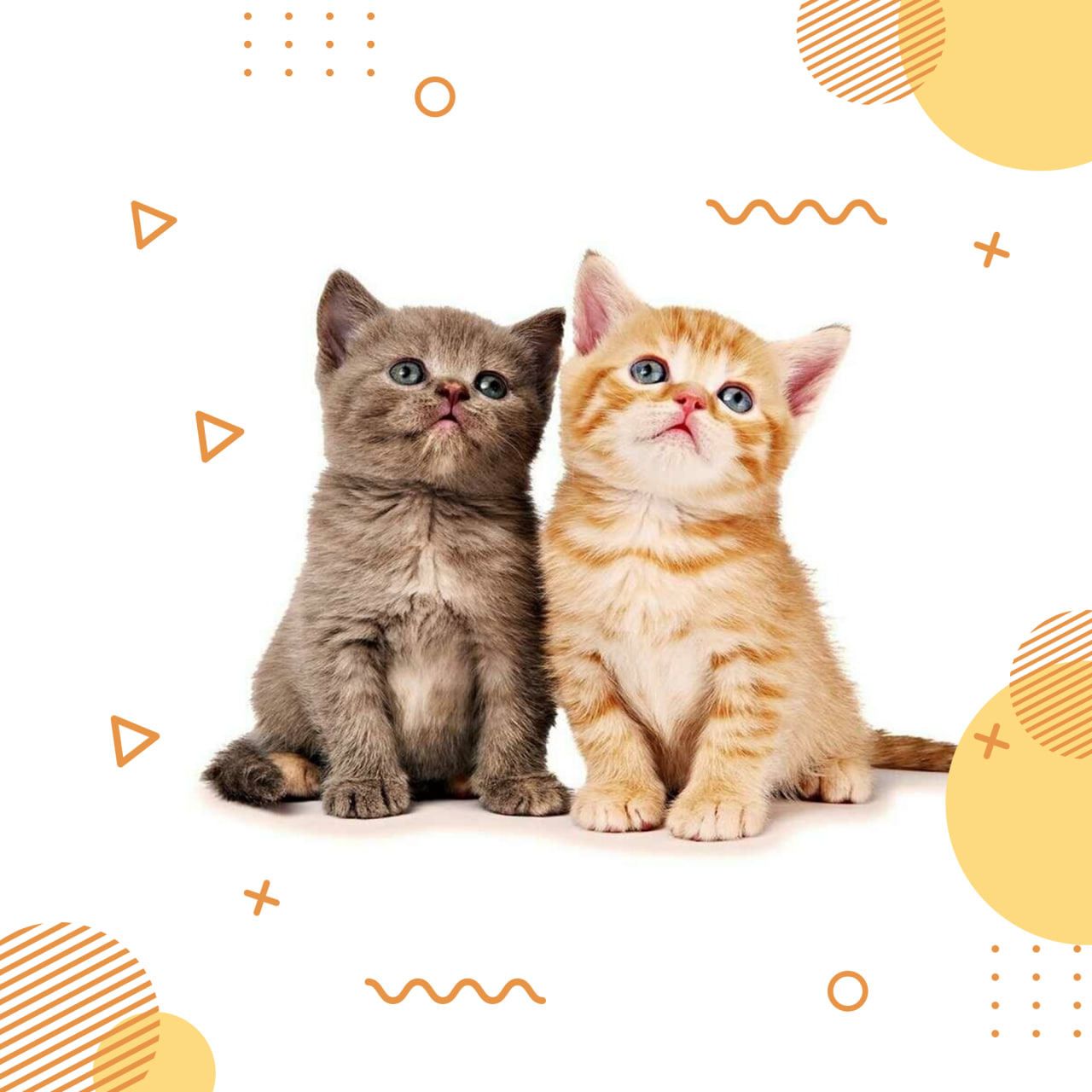 Yoqimtoy mushukcha product image