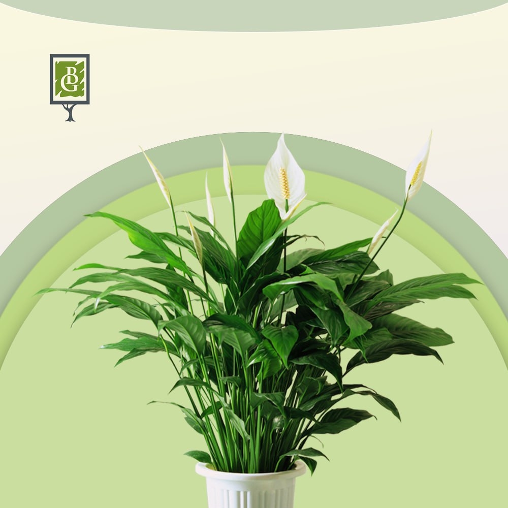 Bahor Gullari product image