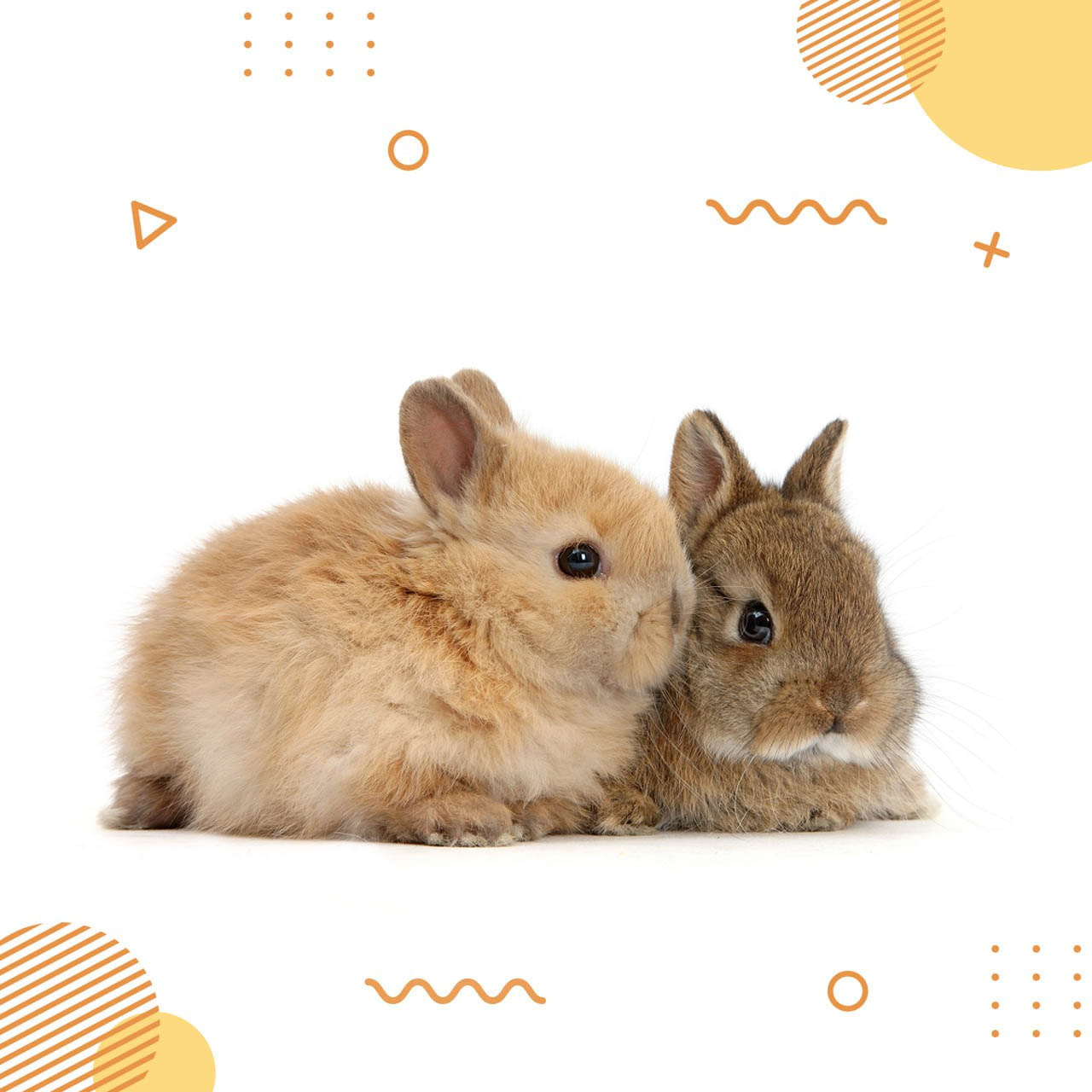 Yoqimtoy quyoncha product image