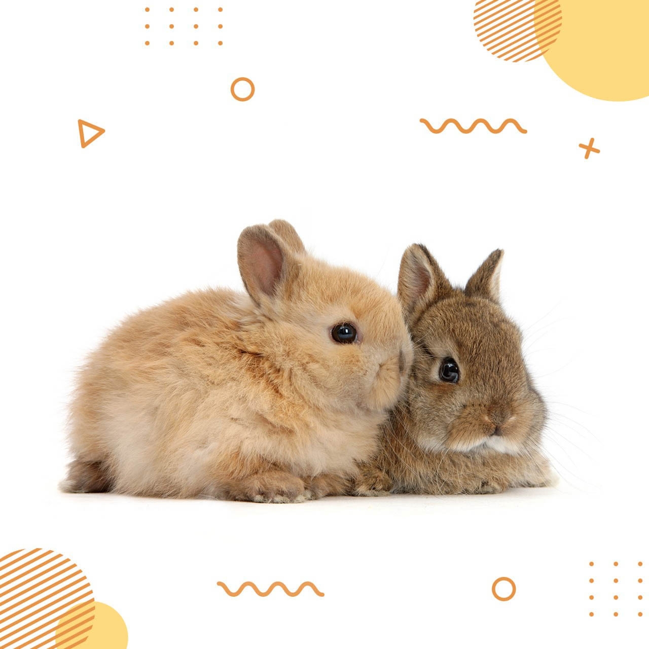 Yoqimtoy quyoncha product image