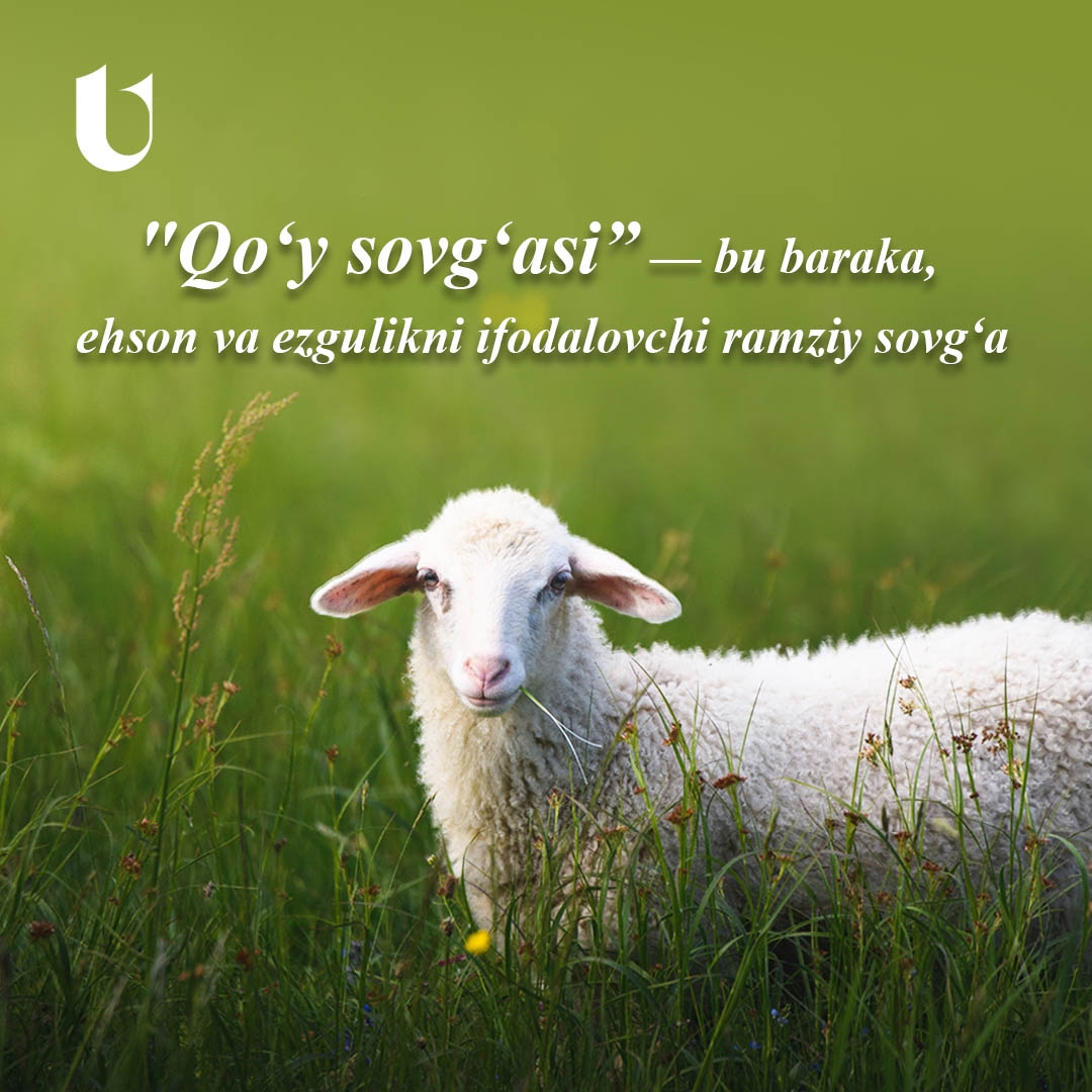 “Qo‘y sovg‘asi” — bu baraka, ehson va ezgulik ramzi product image